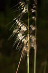 Lopsided Indiangrass